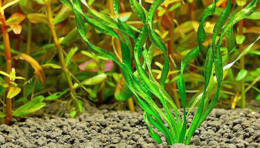 Echinodorus 'Vesuvius' 4