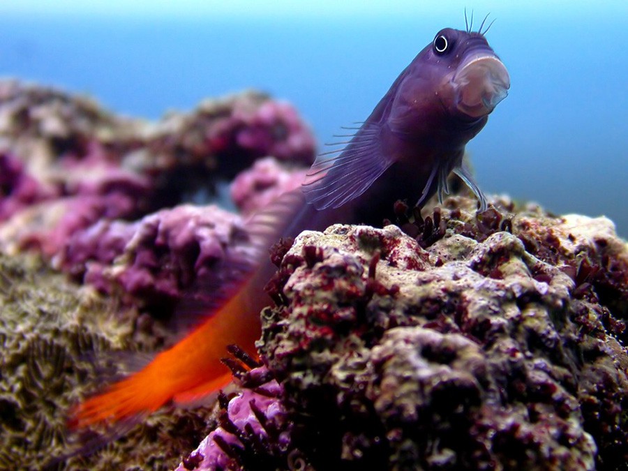 Blenido Bicolor