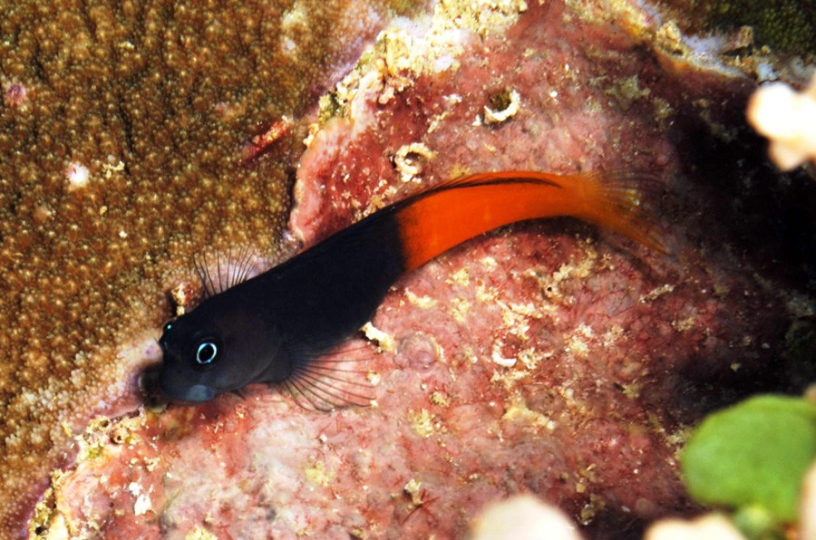 Ecsenius Bicolor 2