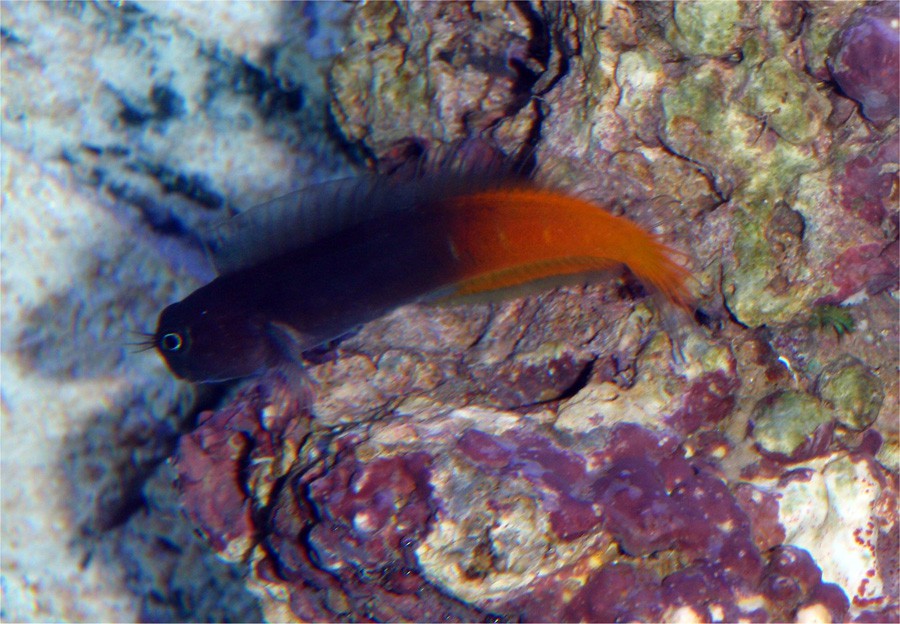 Ecsenius Bicolor 3