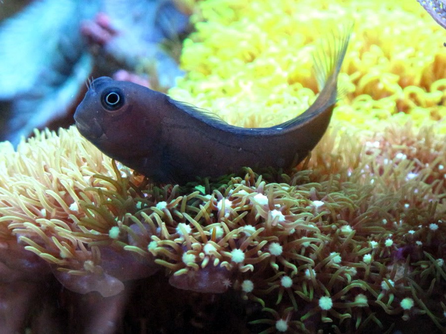 Ecsenius Bicolor 4
