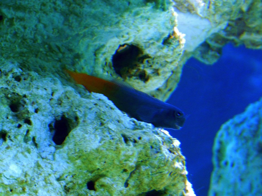 Ecsenius Bicolor 5