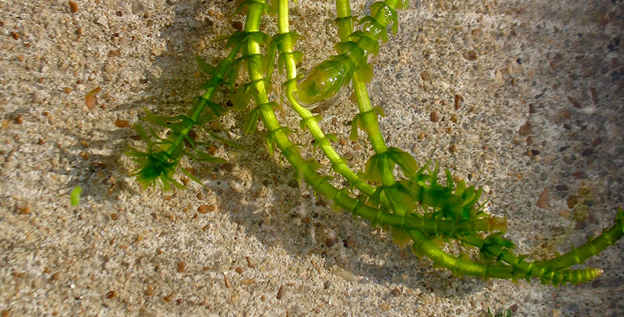 Elodea