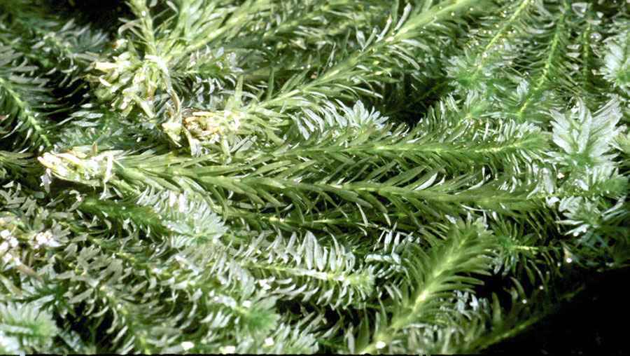 Egeria Densa 2