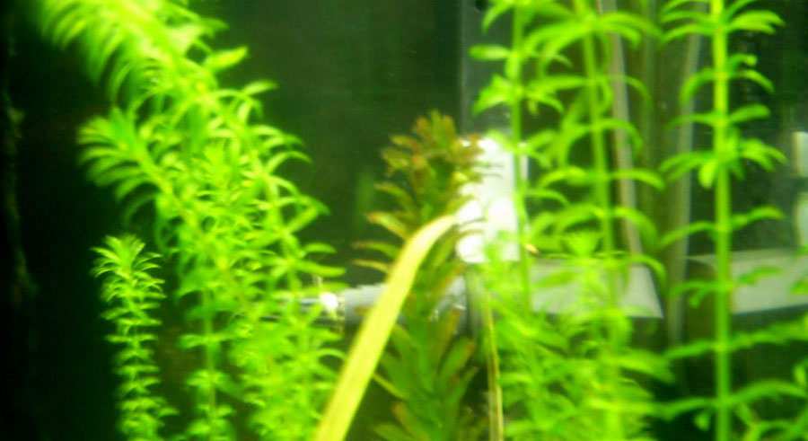 Egeria Densa 3