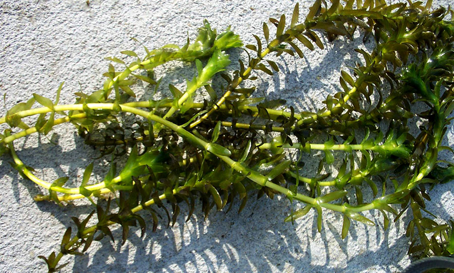 Egeria Densa 6