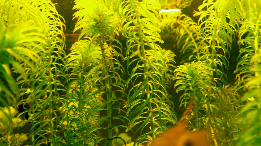 Elodea Najas o Najas Major