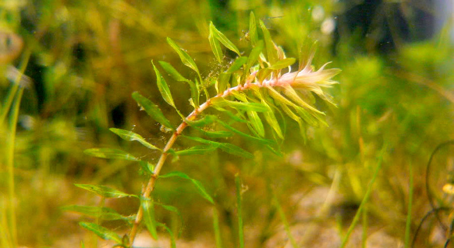 Egeria Najas 5
