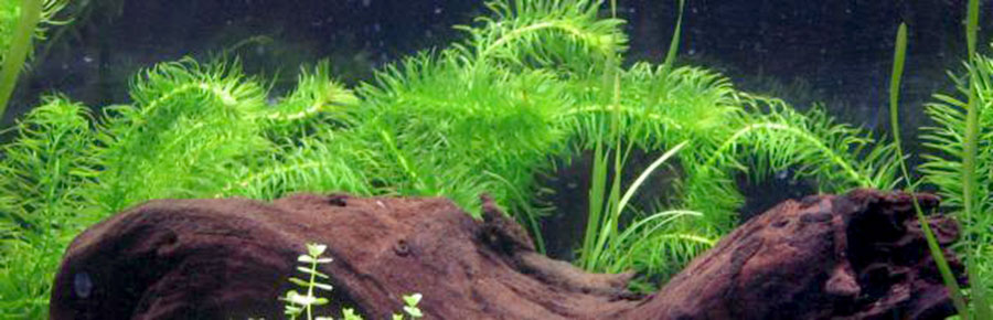 Egeria Najas 6