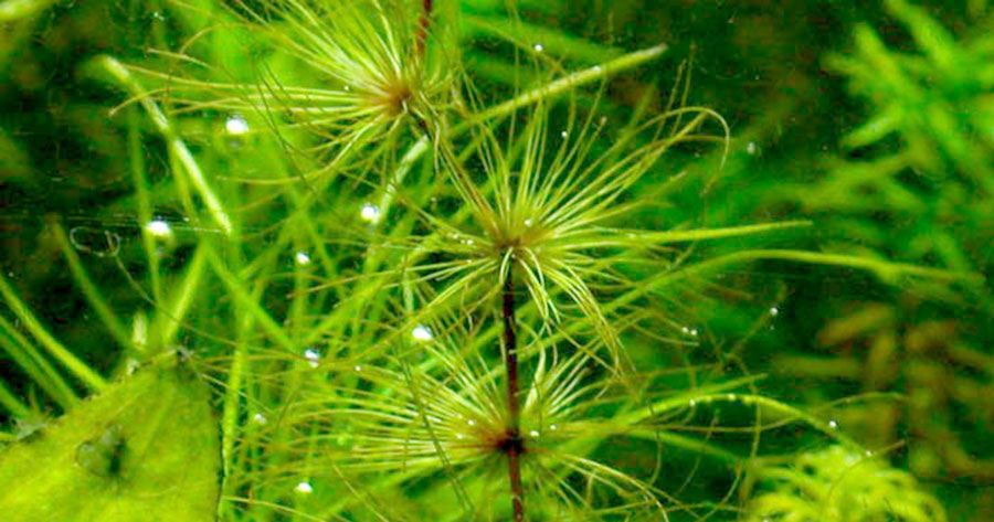 Egleria Fluctuans