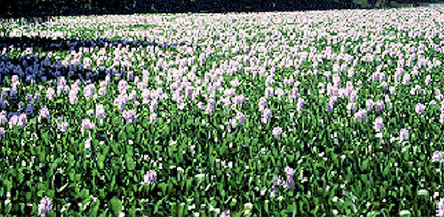 Eichhornia Crassipes 2