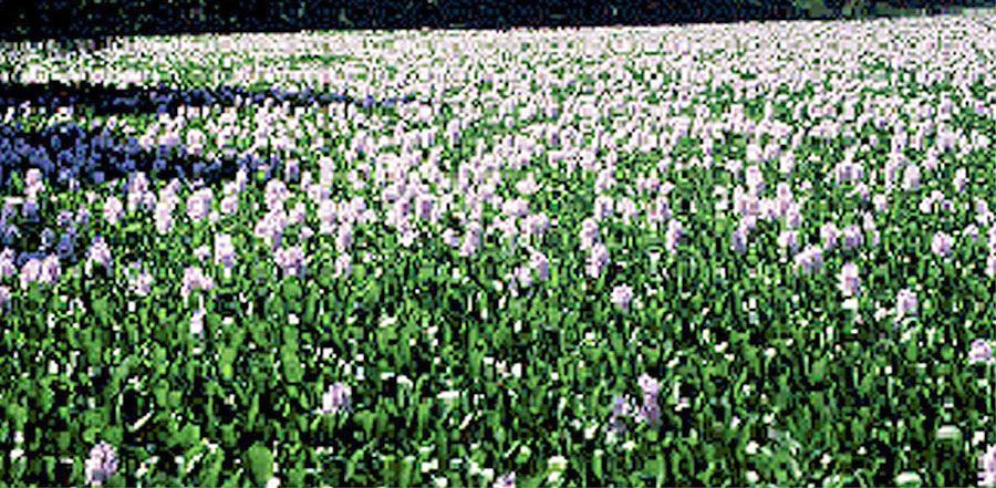 Eichhornia Crassipes 2