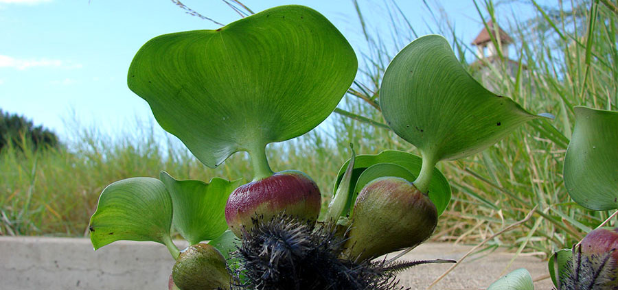 Eichhornia Crassipes 3