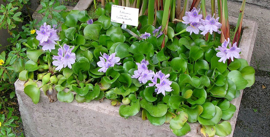 Eichhornia Crassipes 4