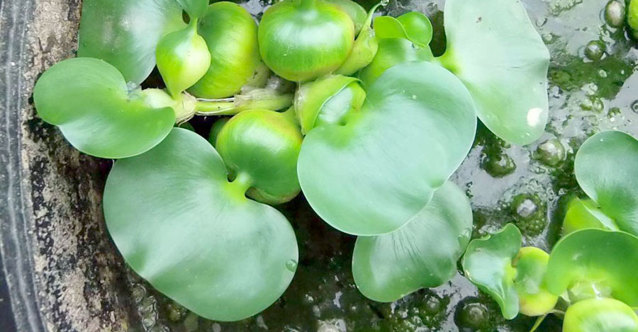 Eichhornia Crassipes 5