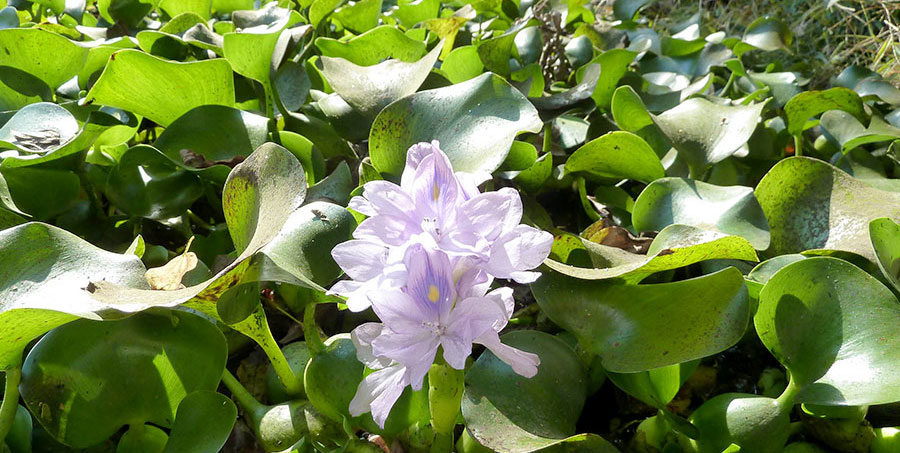 Eichhornia Crassipes 6