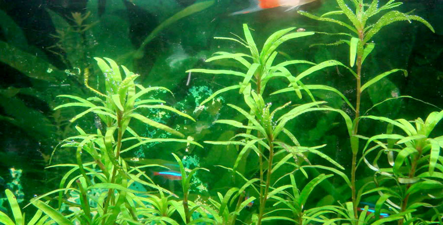 Jacinto de agua