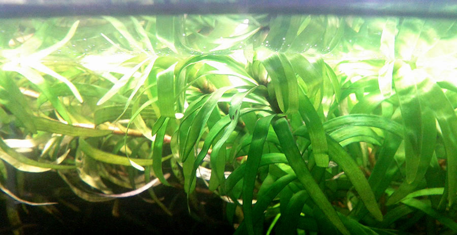 Eichhornia Diversifolia 2