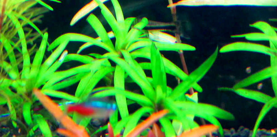 Eichhornia Diversifolia 3