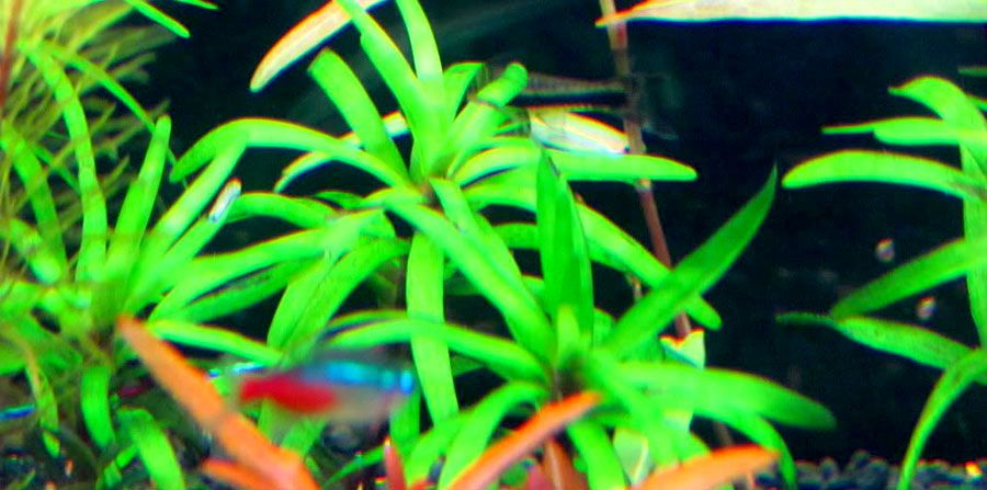 Eichhornia Diversifolia 3