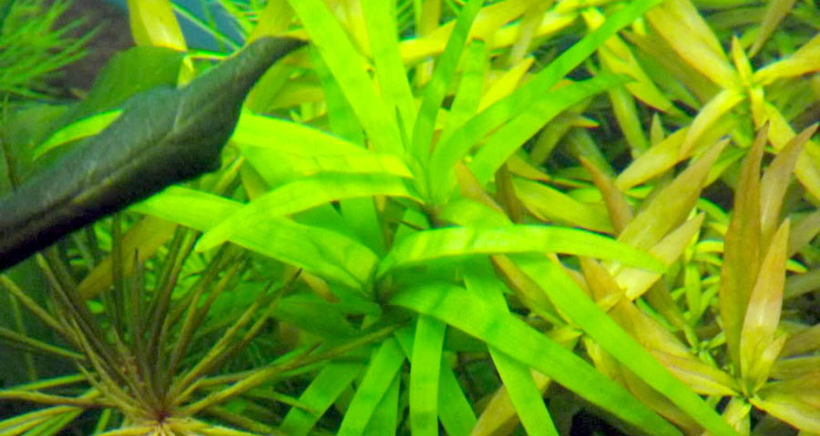 Eichhornia Diversifolia 5