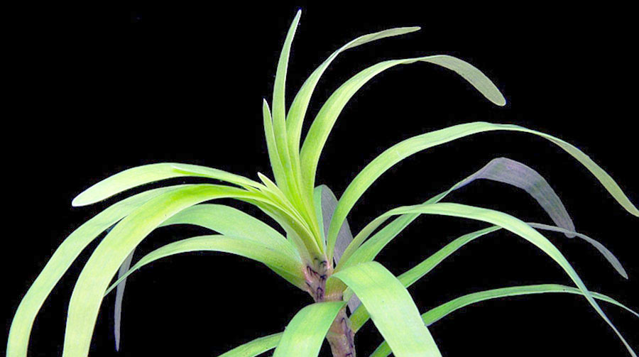 Eichhornia Diversifolia 6