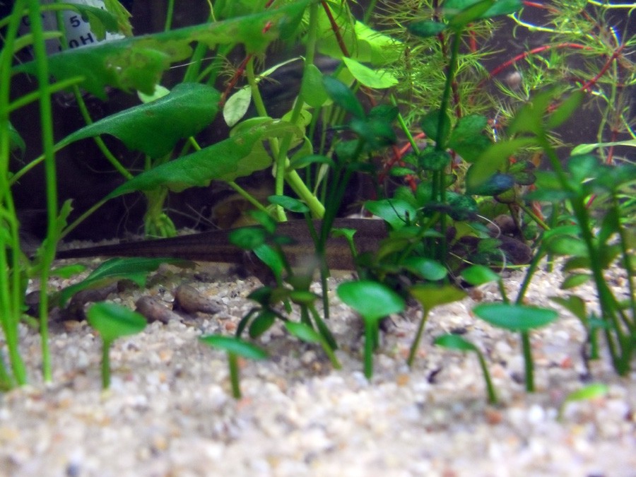 Eigenmannia Trilineata 2