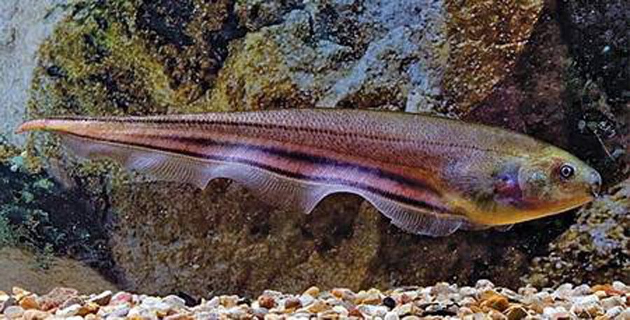 Eigenmannia Trilineata 3