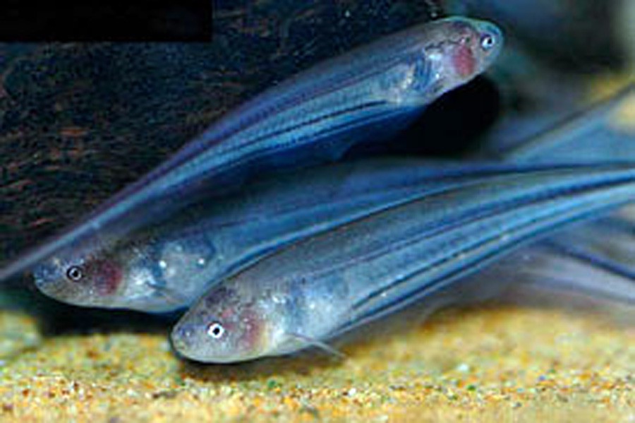 Eigenmannia Trilineata 4