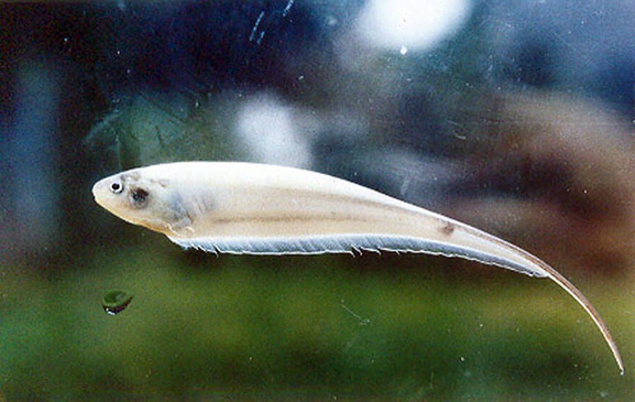Eigenmannia Trilineata 5