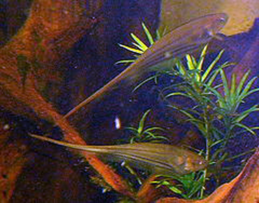 Eigenmannia Trilineata 6