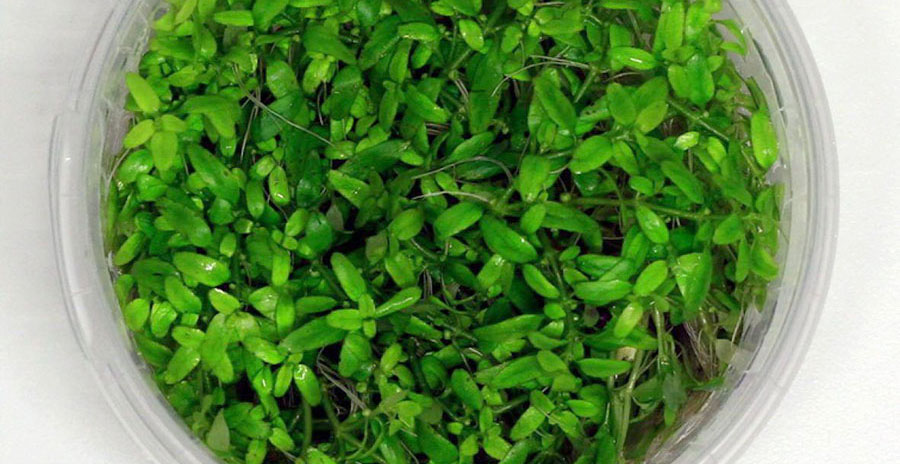 Threestamen waterwort