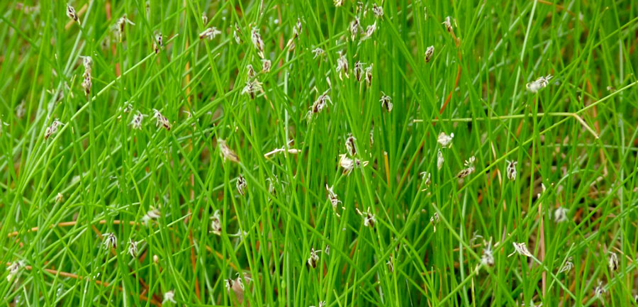 Junco de espiga
