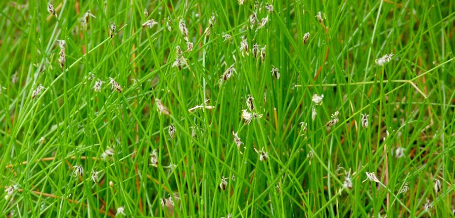Junco de espiga