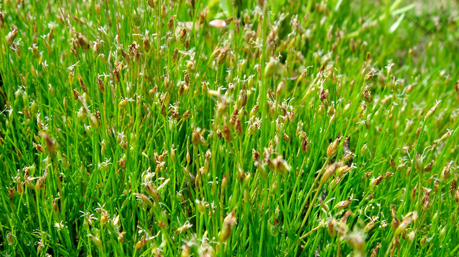 Eleocharis Acicularis 2