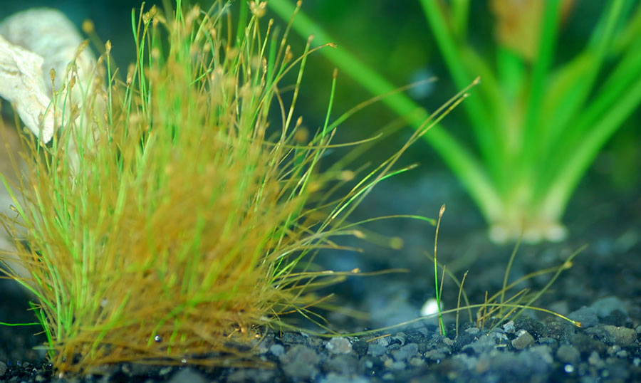 Eleocharis Acicularis 3