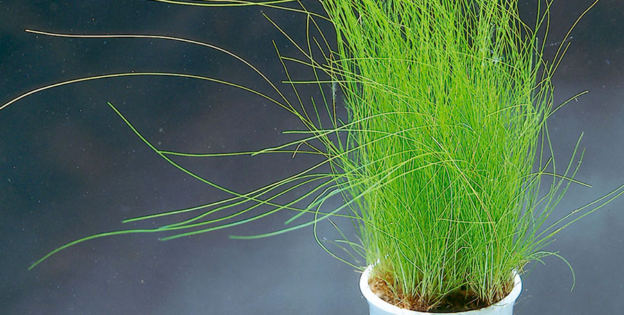 Eleocharis Acicularis 4