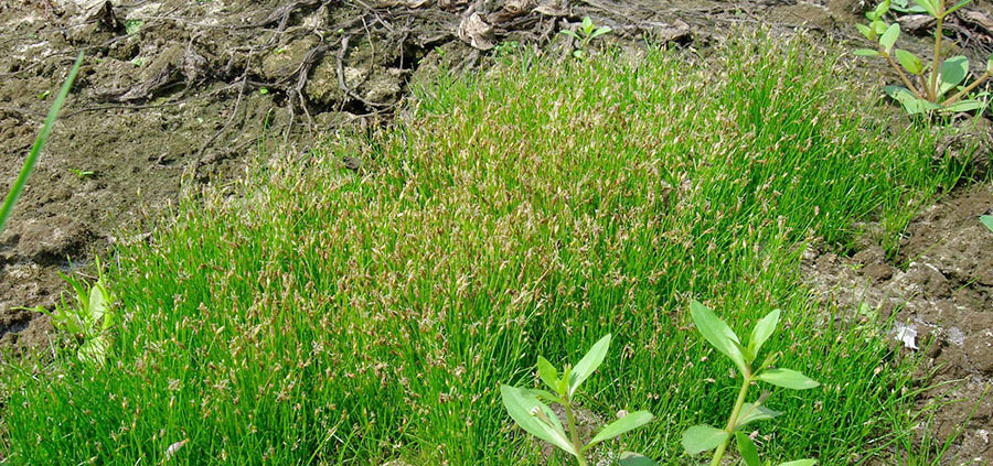 Eleocharis Acicularis 5