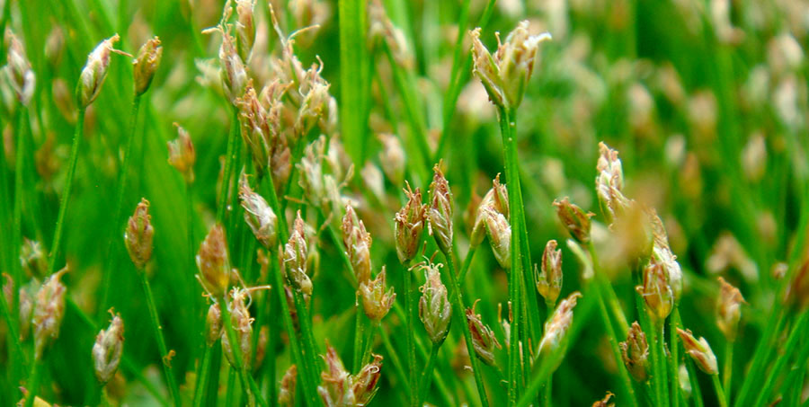 Eleocharis Acicularis 6