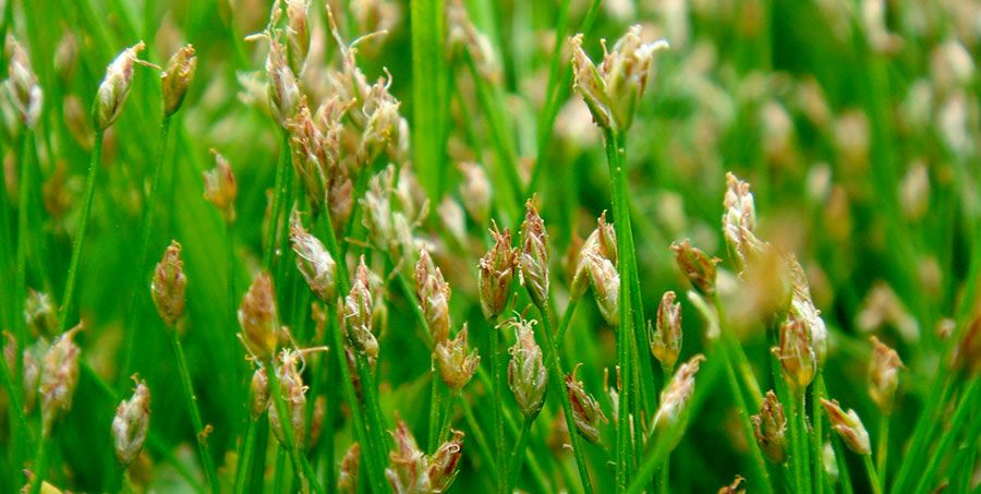 Eleocharis Acicularis 6