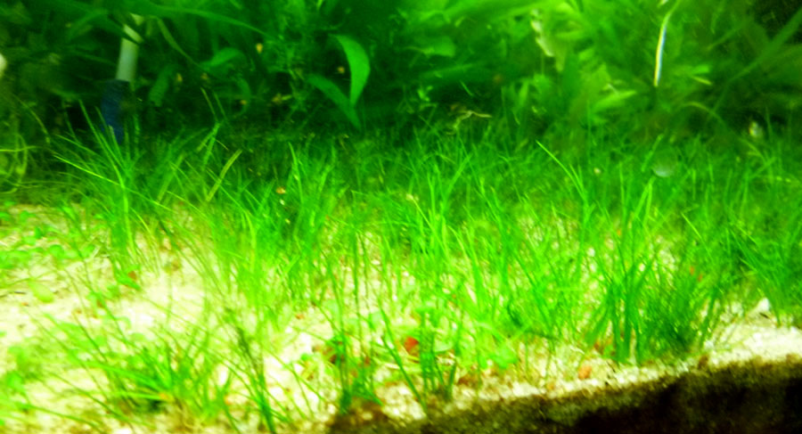 Eleocharis Parvula 2