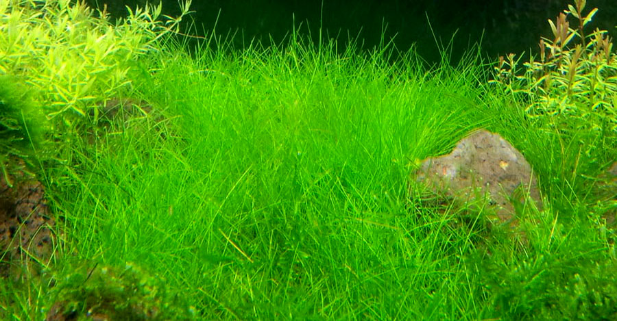 Eleocharis Parvula 3