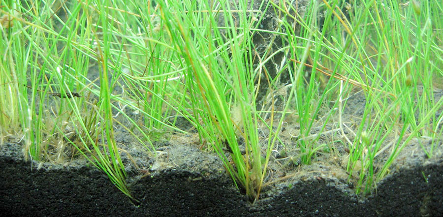 Eleocharis Parvula 4