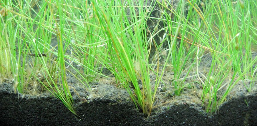 Eleocharis Parvula 4