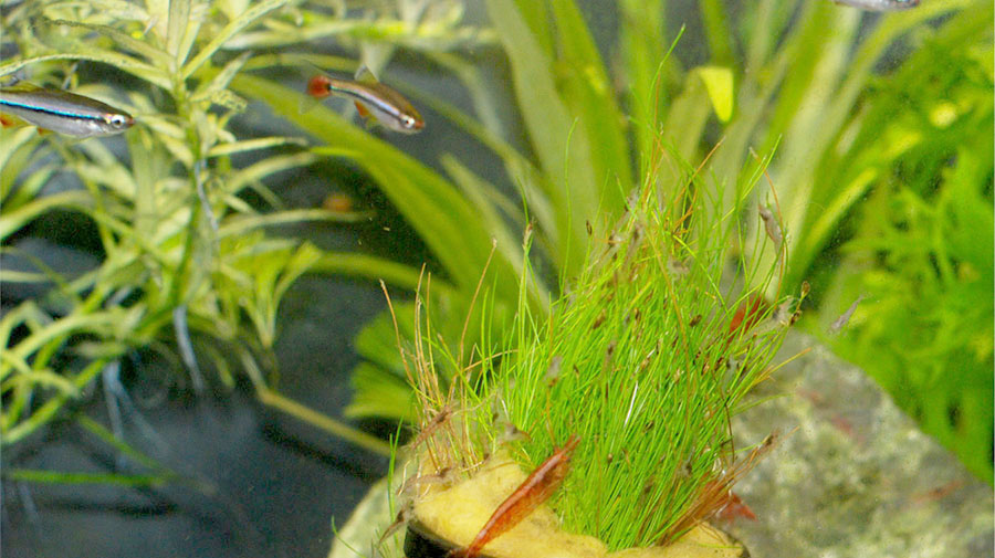 Eleocharis Parvula 5