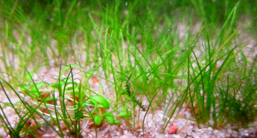 Eleocharis Parvula 6