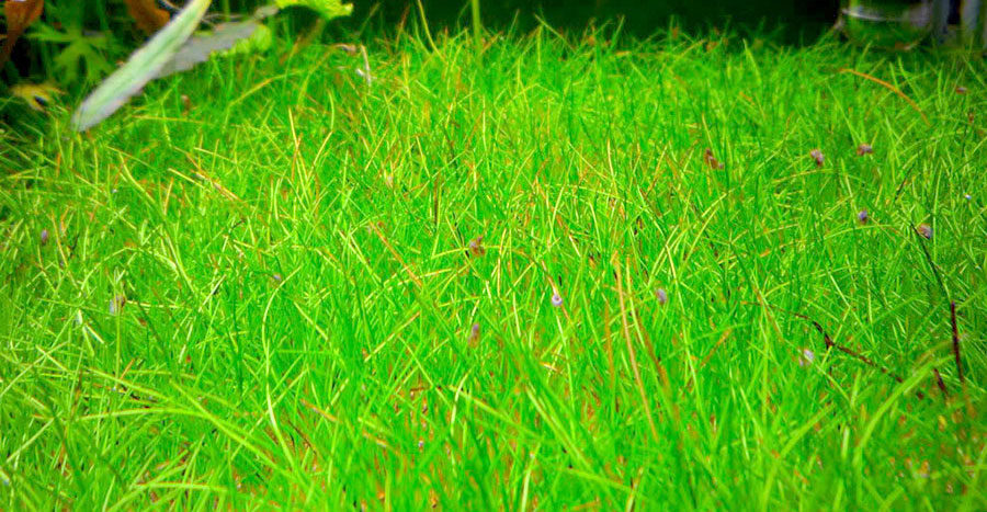 Eleocharis sp. 2