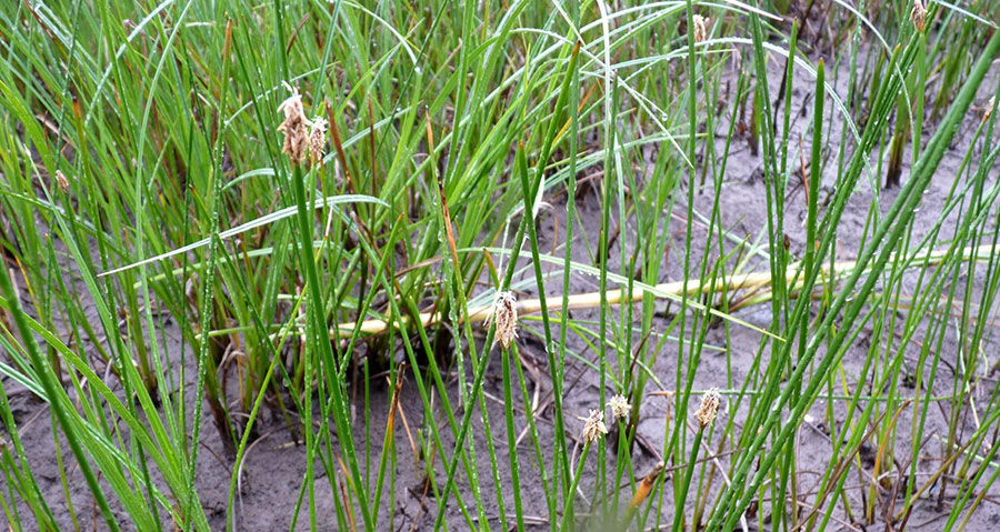 Eleocharis sp. 3