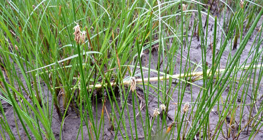 Eleocharis sp. 3