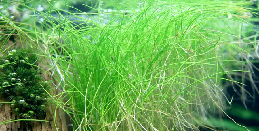 Eleocharis sp. 4